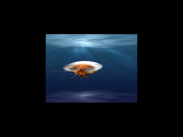 그릭 요거트 및 플레인 요거트