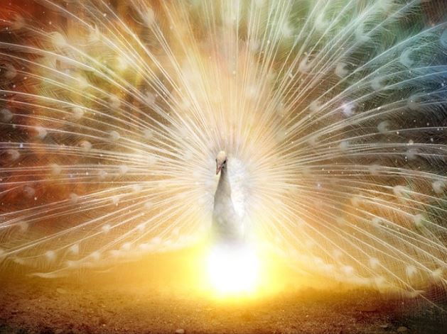 무인 위법 주정차 과태료