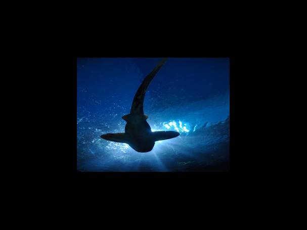 20. 감전동 만복밀면